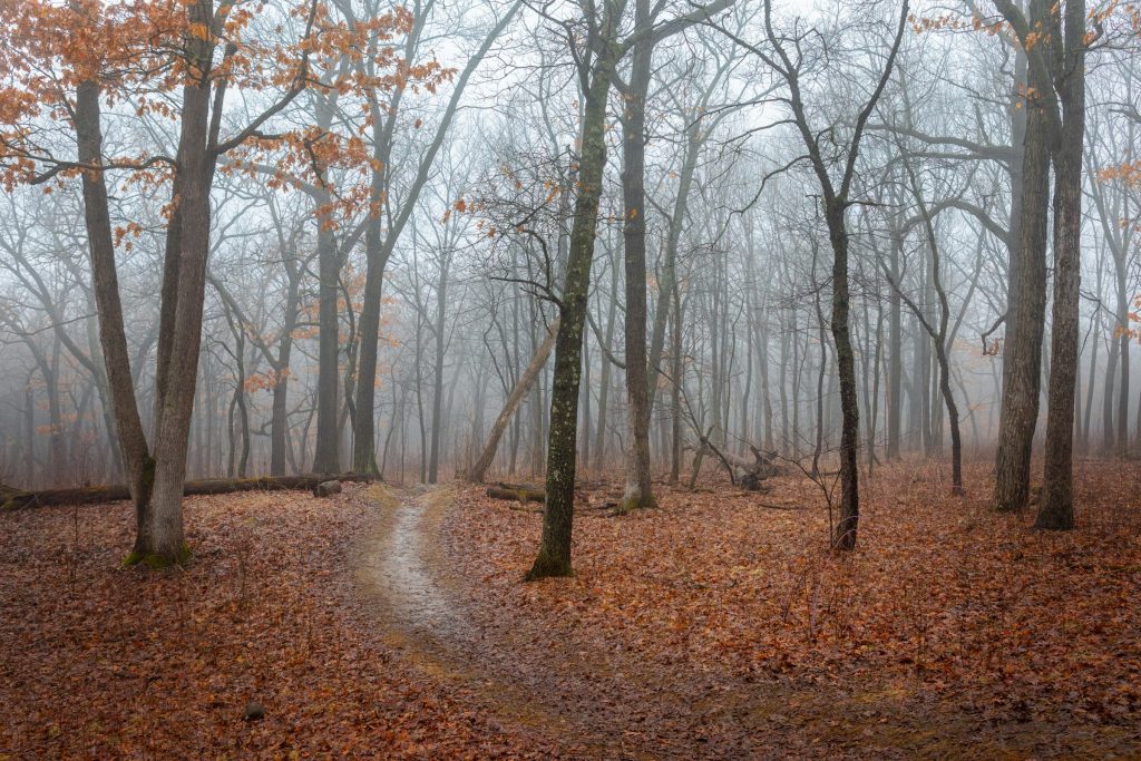 trees in the fog