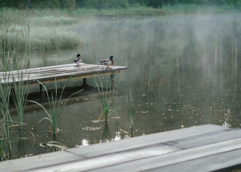 ducks on a dock in the rain